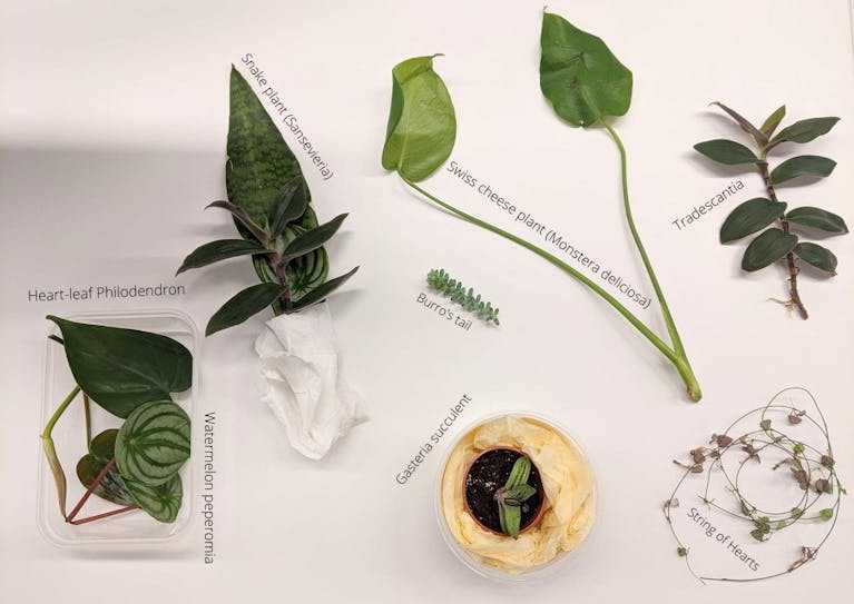 houseplants-swap.png
