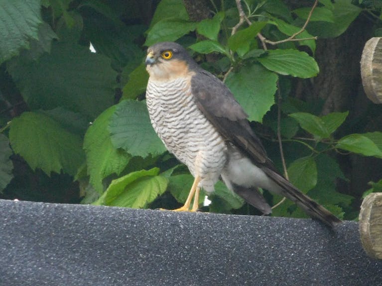 sparrowhawk.png