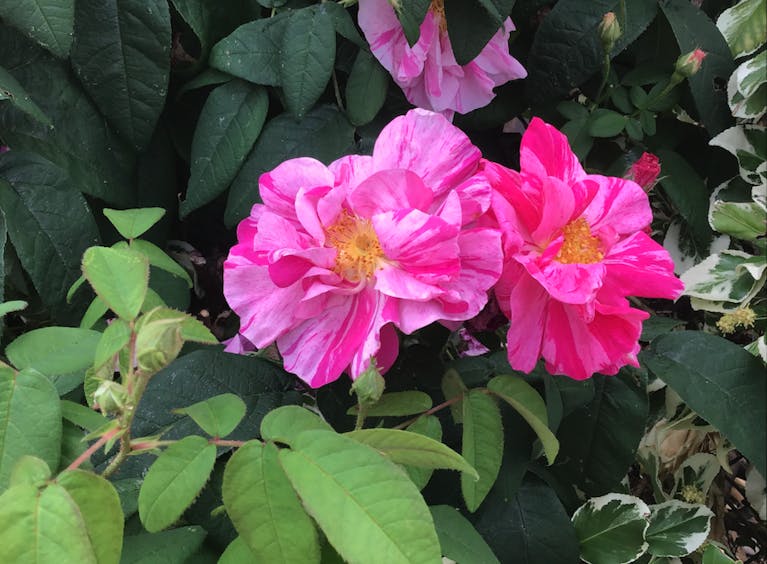 Two-tone pink flowers set amid greenery
