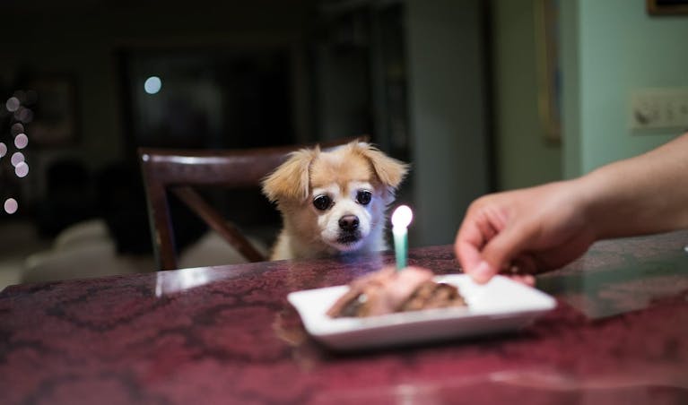 pet-birthdays.jpg