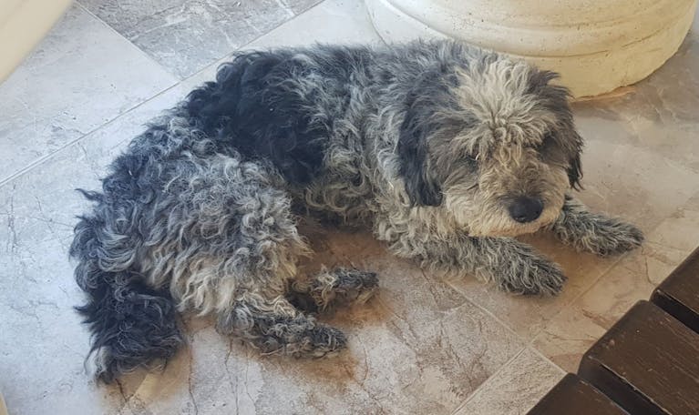 schnau-schnau-dog-yoga.jpg