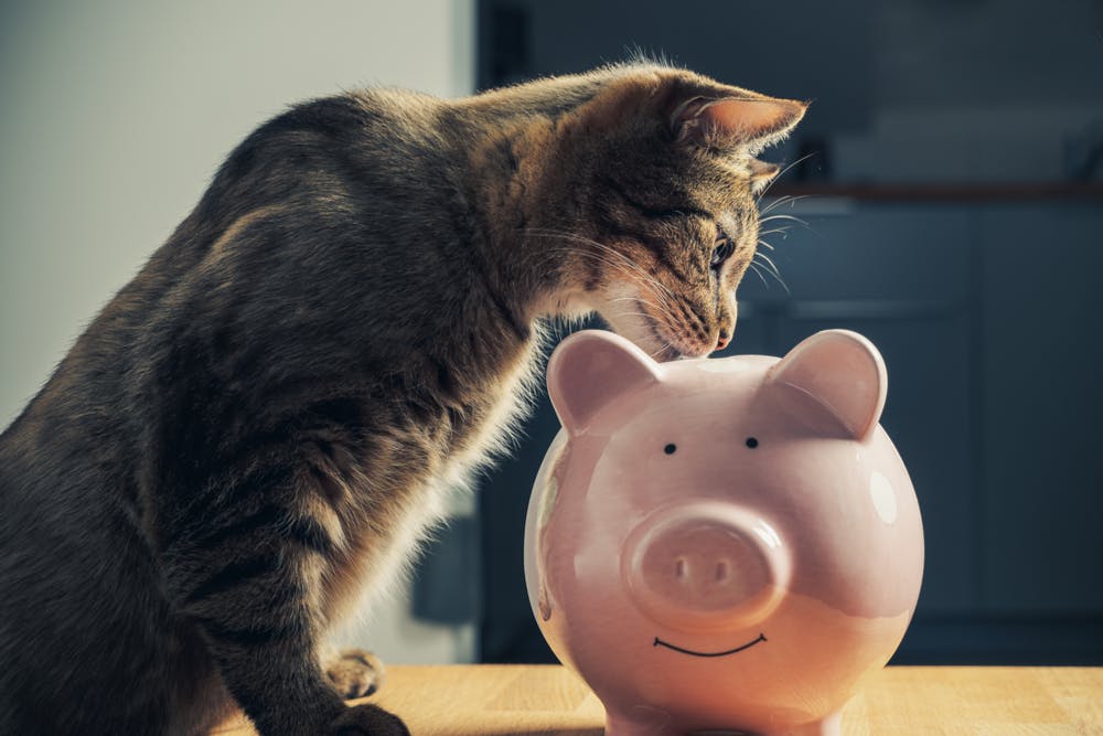 igd-hero-pet-insurance-cat-kitten-cashback-piggybank.png