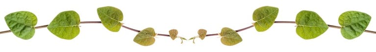 leaf-plant-border-frame-side.jpg