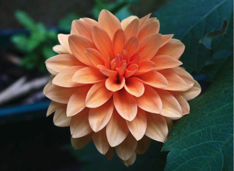A close-up of a peach-orange-coloured dahlia in full bloom