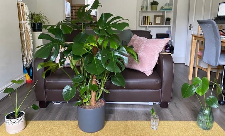 houseplants-berry-monty-family.png