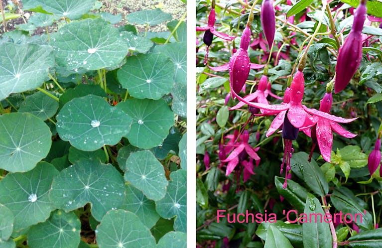 Green nasturtium leaves holding raindrops. Pink and purple fuchsia flowers