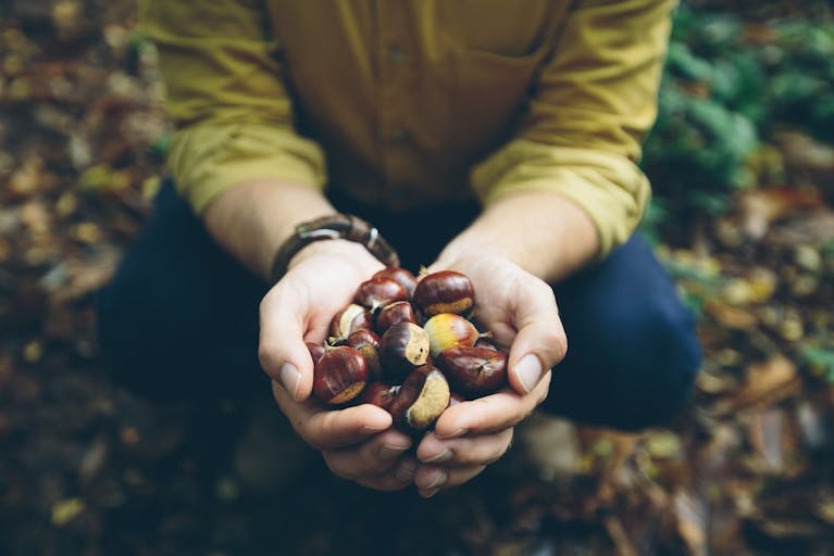 Cupped hands holding a pile of nuts