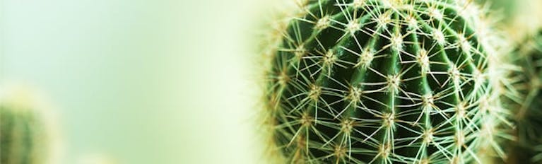 blog-banner-cactus