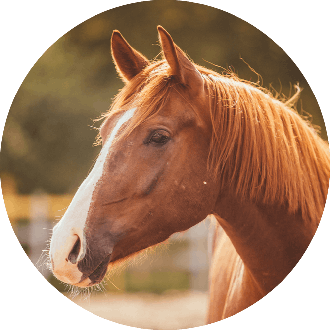 igd-circle-pet-insurance-horse.png