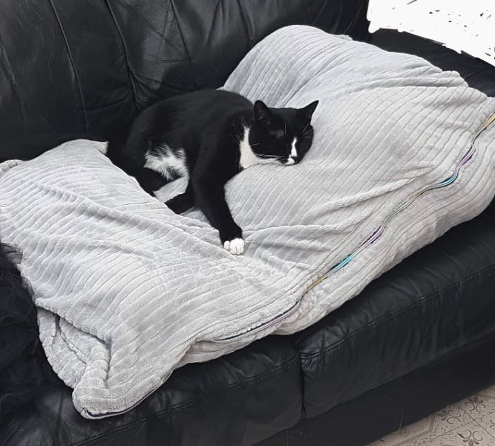 A black and white cat snoozes on a large grey bed