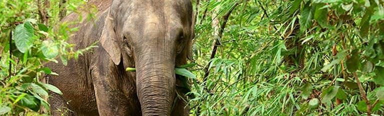 image-elephant-in-jungle