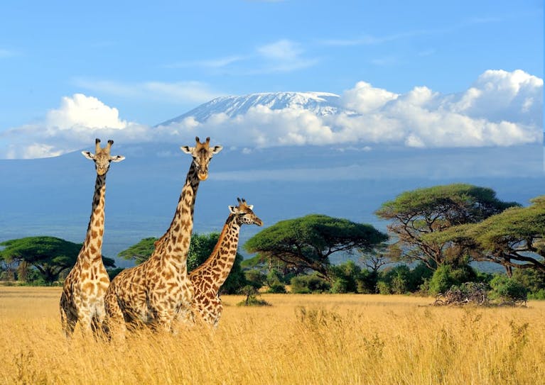 Three giraffes on golden plains with trees and blue skies behind
