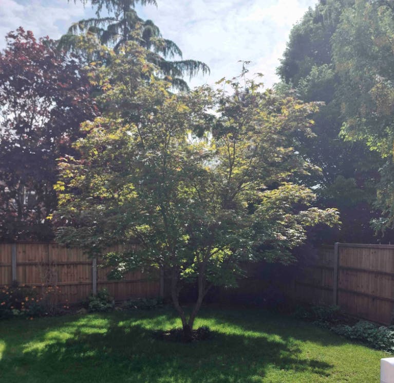 An Acer tree in a sunny garden