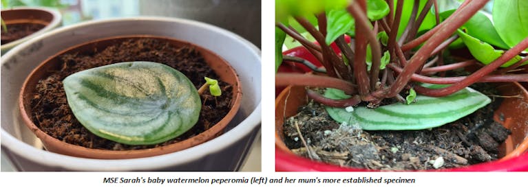 houseplants-peperomia.png