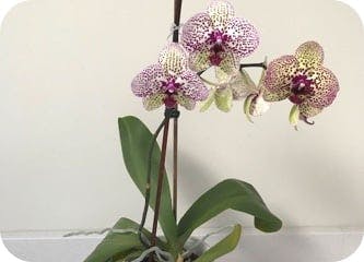 igd-plant-Bernadette.jpg