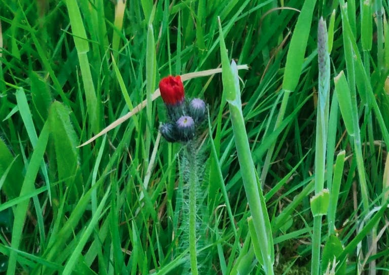 A close-up of a small, red budding flower growing amid grass