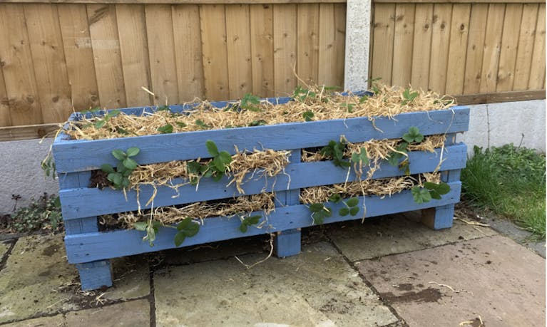 pallet-planter.png