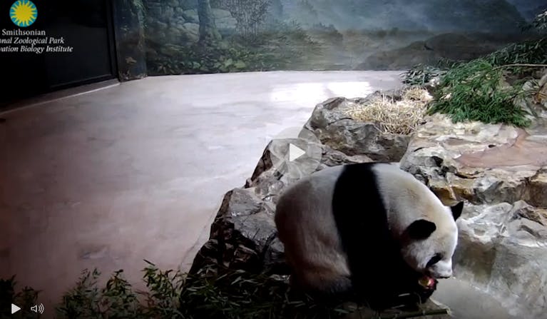 Virtual-globe-trotting-smithsonian-zoo.png