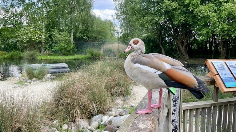 Egyptian Goose in WWT London Wetland Centre