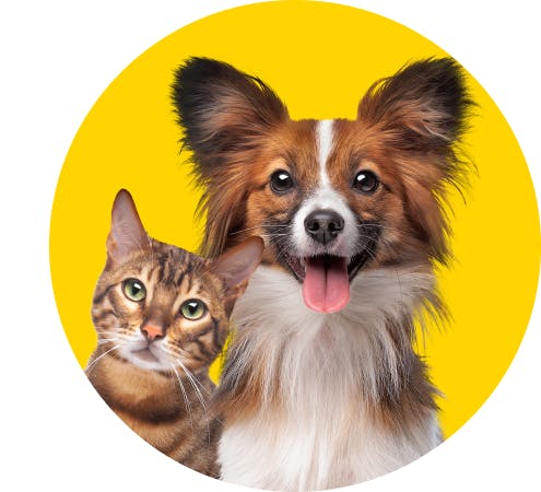 tip-2023-08-08-pet.png