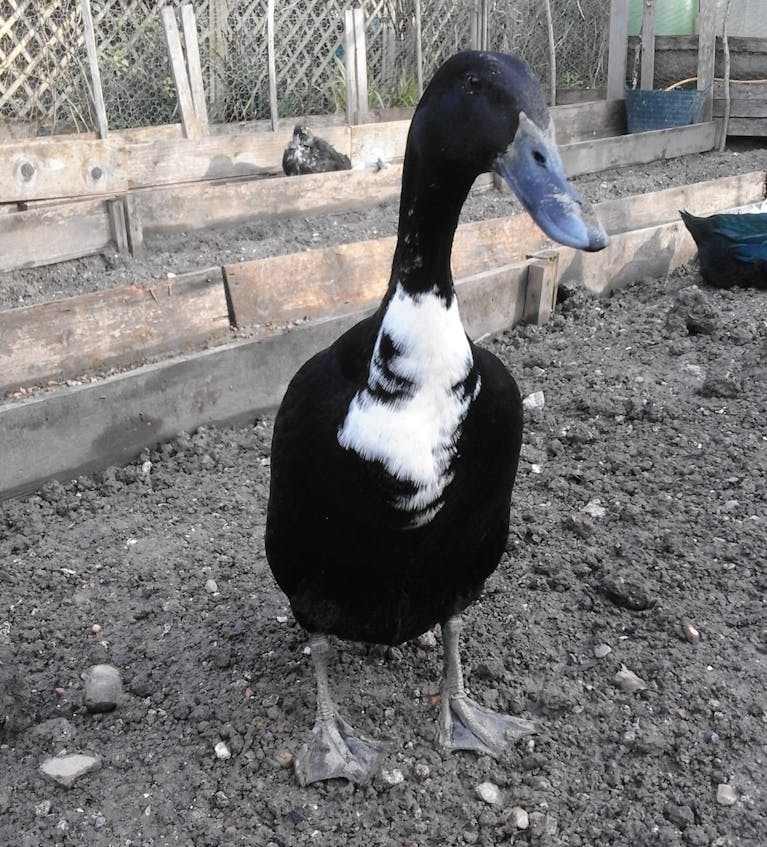 Pingu the indian runner duck