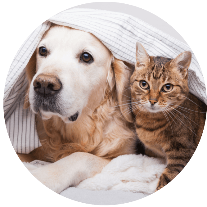 igd-circle-pet-insurance-rabbit-cat-dog.png