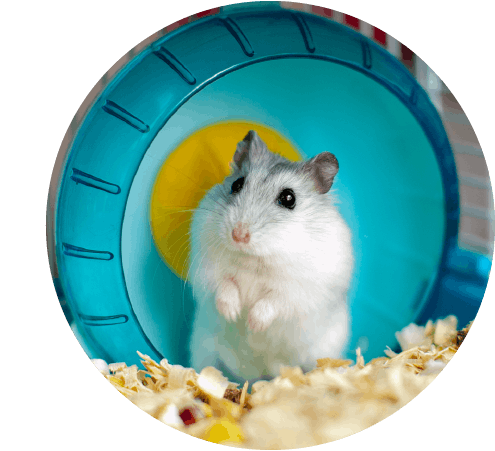 img3-12902-Pet-blog.png