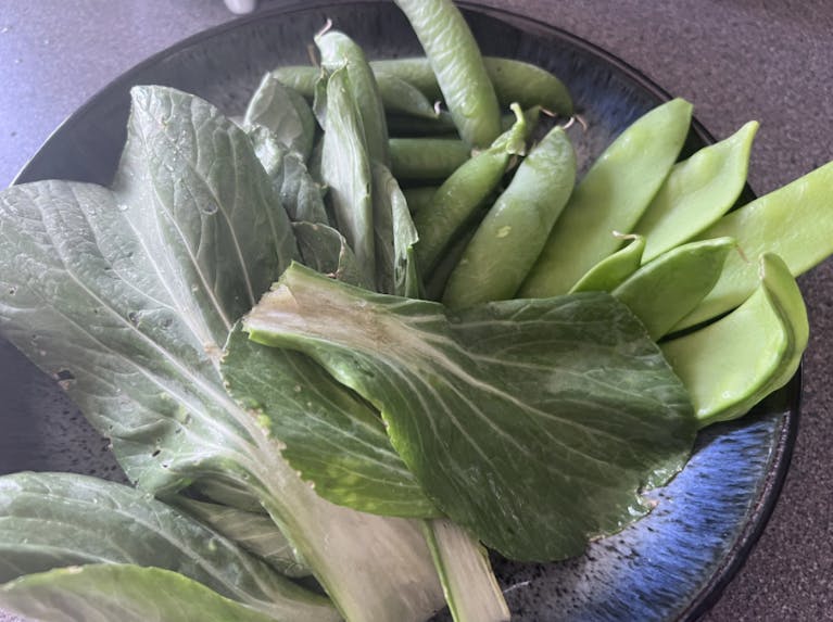 Leafy green stalks protruding from a bush