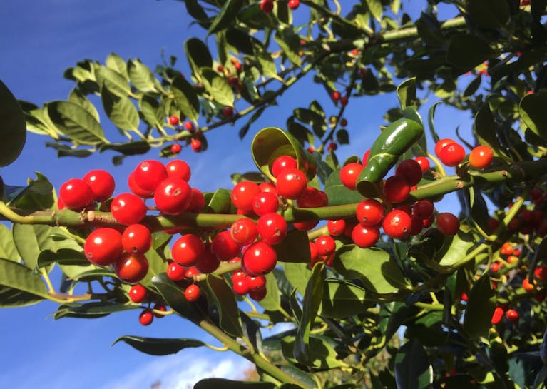 Bright red berries growing on a tree, against a very blue sky