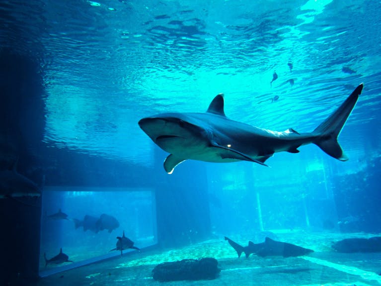 A shark in an aquarium