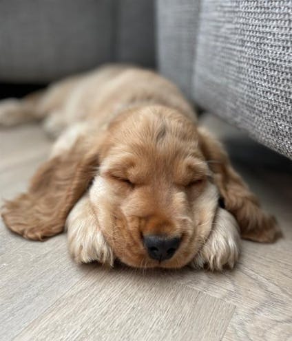 igd-pet-insurance-dog-campbell.png