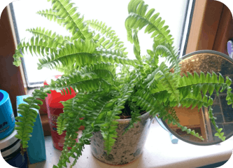 igd-plant-DavidH.png