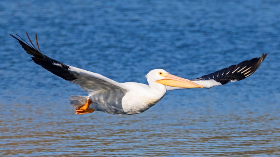 hero-homepage-tip-flying-pelican.png