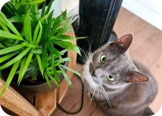 igd-plant-Sarah.jpg