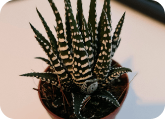igd-plant-Helen.png