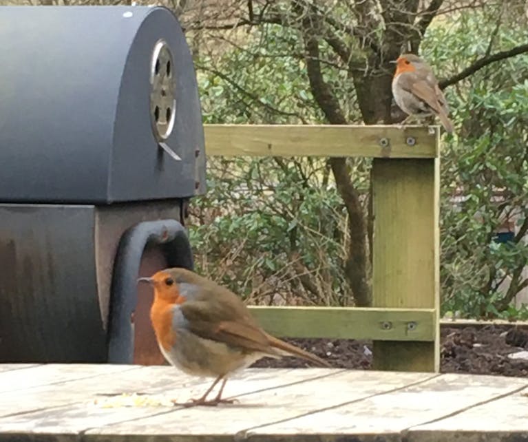 Two robins in a garden